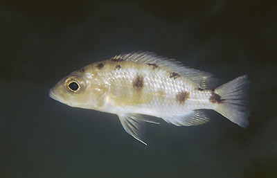 Otopharynx spelaeotes 'Ndumbi Point'